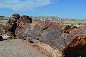 Day 11 - Petrified Forest 15