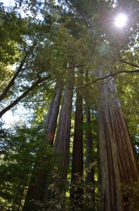 Day 7 - California Big Basin redwoods 11 scaled