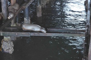 Day 7 - Santa Cruz sea lions 1 scaled